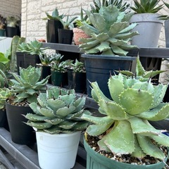 観葉植物、多肉植物、アガベ譲ります。