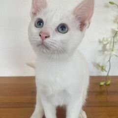 8月18日（日）🌺🌴🌟三鷹で猫の譲渡会🌟🌴🌺白い猫　男の子　生後...