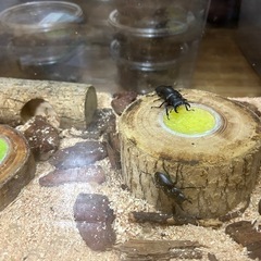 アカアシクワガタ♂3♀1