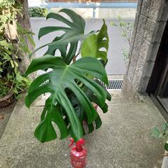 観葉植物　モンステラ　よりどり