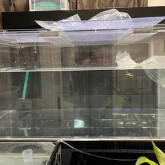 上部式フィルターの中古が安い!激安で譲ります・無料であげます 上部式フィルターの中古が安い!激安で譲ります・無料であげます