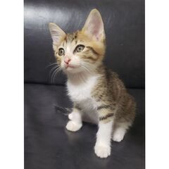 決定　小太郎　2ヶ月　仲良しお花　三毛猫