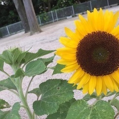 中1男子にYouTube開設教えてください♫
