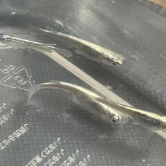ミユキ　メダカ・・可愛い稚魚　です　２４－①