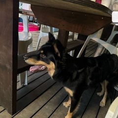 迷子の犬を探してます