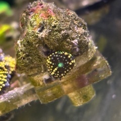 サンゴ各種