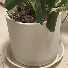モンステラ観葉植物の画像