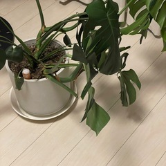 モンステラ観葉植物