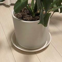 モンステラ観葉植物の画像