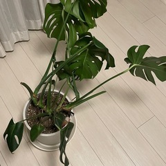 モンステラ観葉植物の画像