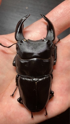 オオクワガタ（極太血統）オス1匹・メス3匹　新成虫