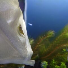 ミナミヌマエビ1匹〜　抱卵経験ありメス個体　メダカ、熱帯魚のタン...