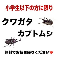 改良めだか、アガベ、メダカの画像