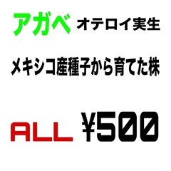 改良めだか、アガベ、メダカの画像