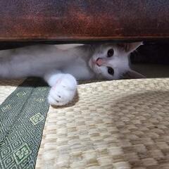 飼い主のいない子猫の里親さんを探しています！
