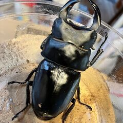 ◎阿古谷産オオクワガタ新成虫ペア◎♂74、♀44（配送は着払い）