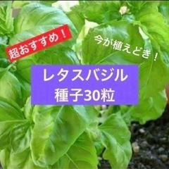 【やわらかで香り高い♡】レタスバジル　　種子　30粒