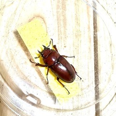 アスタコイデスノコギリクワガタ♀単