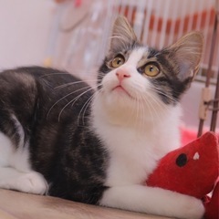 猫さんのいる就労支援！内覧会開催！