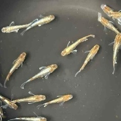朱光菊めだか
