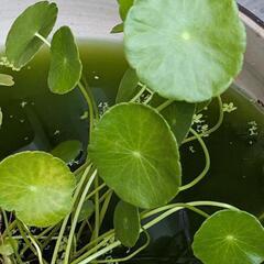 ウォーターコイン　可愛い水草　メダカ　ビオトープの画像