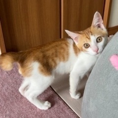 甘えん坊の茶白くん♡3ヶ月くらいの子猫！