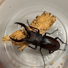 ノコギリクワガタ オス 現物 WD