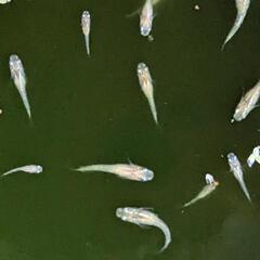 メダカ　レモンティアラ幼魚〜若魚　無選別10匹の画像