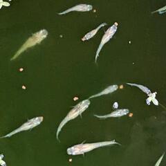 メダカ　レモンティアラ幼魚〜若魚　無選別10匹の画像