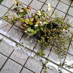 伸び放題の苗の画像