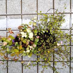 伸び放題の苗の画像