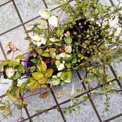 伸び放題の苗の画像