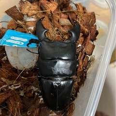 スマトラオオヒラタクワガタ①（大型血統）ペアの画像