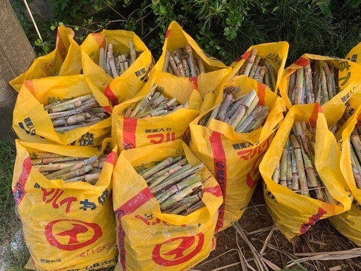 サトウキビの苗