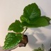 ランキングキーワードに紐づく投稿画像-観葉植物