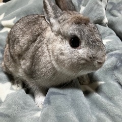 ネザーランドドワーフ、オス