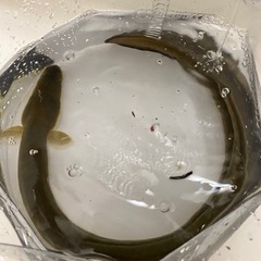 浦安ハゼ釣り仲間募集 - メンバー募集