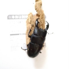 アマミヒラタクワガタ♂74.1mmの画像