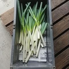 食品ロス削減‼️(*｀ｴ´*)売り物にならないけど充分食べれるネギお譲りします🙇⤵️の画像