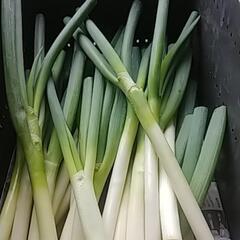 食品ロス削減‼️(*｀ｴ´*)売り物にならないけど充分食べれるネギお譲りします🙇⤵️の画像