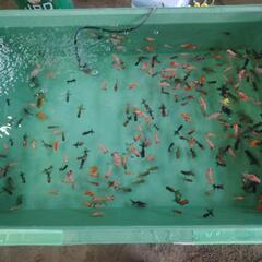金魚すくいと金魚販売 道の駅平成