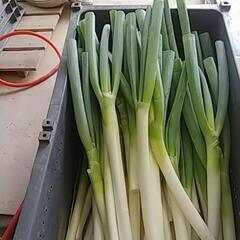 食品ロス削減‼️(*｀ｴ´*)売り物にならないけど充分食べれるネギお譲りします🙇⤵️の画像