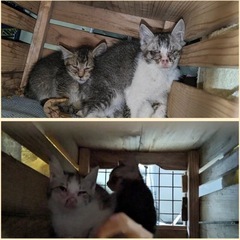 🩷兄弟一緒に譲渡希望🩷生後3ヶ月から4ヶ月