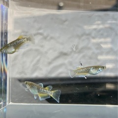 【nego_mdk】フロマージュ若魚2ペア