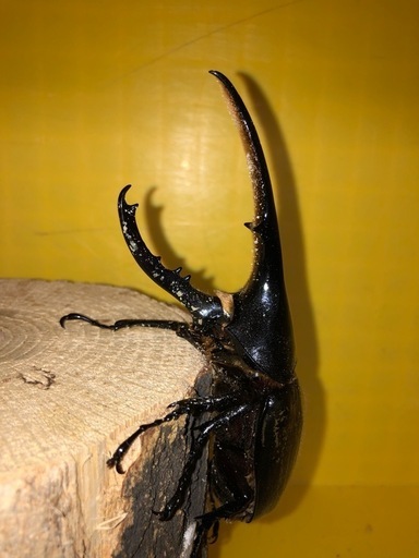 ヘラクレスオオカブト②【♂黒眼／♀黒眼×2】値下げしました！　　　　　　　　　　　　　　　　　　　　　　　　　　値下げしました！