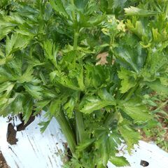 セロリー　１株　無農薬栽培　