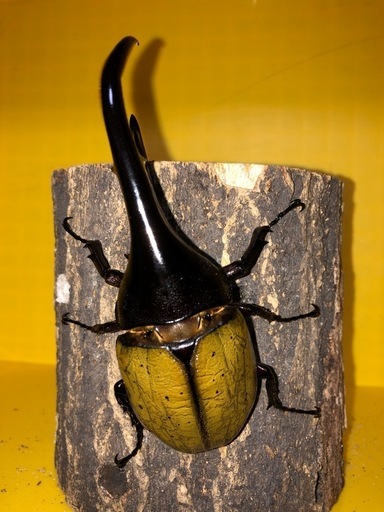 ヘラクレスオオカブト① 【♂黒目／♀赤目】１ペア