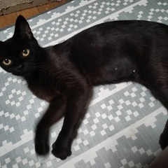 毛がふわふわ　洋猫のような黒猫 - 名古屋市
