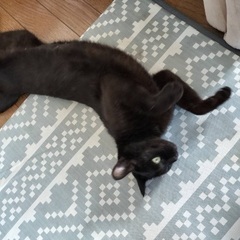 毛がふわふわ　洋猫のような黒猫 − 愛知県