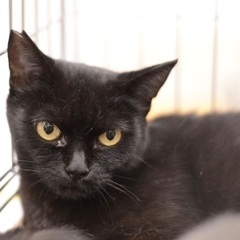 毛がふわふわ　洋猫のような黒猫 - 里親募集
